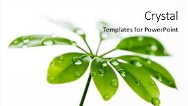  Presentation with leaf water drops fresh - Beautiful presentation theme featuring water drops on fresh green backdrop and a white colored foreground