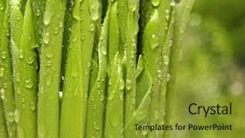  Presentation with water rain drop hanging on a fresh green leaf - Slides having water drops on fresh green background and a  colored foreground