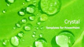  Presentation with green leaf water drops - Theme consisting of water drops on green leaf background and a shamrock green colored foreground