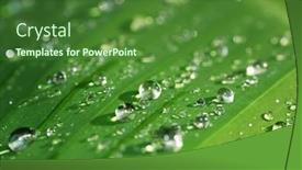  Presentation with green leaf water drops - Presentation enhanced with water-drops-on-green-leaf background and a forest green colored foreground