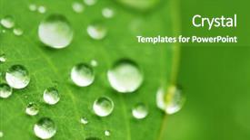  Presentation with water leaf - Audience pleasing slide deck consisting of water drops on leaf backdrop and a tawny brown colored foreground