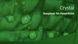  Presentation with water plant - Amazing presentation theme having water-drops-on-plant-leaf backdrop and a forest green colored foreground