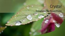  Presentation with water drop green planet - Theme featuring water drops on the green background and a mint green colored foreground