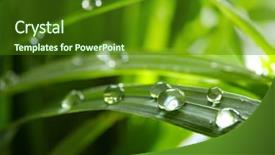  Presentation with water drop green planet - PPT theme consisting of water drops on the green background and a forest green colored foreground
