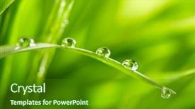  Presentation with water drops - Colorful PPT layouts enhanced with water drops on the green backdrop and a forest green colored foreground