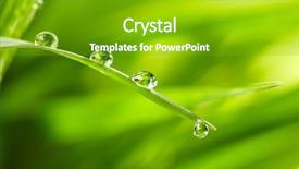  Presentation with water drops - Beautiful presentation theme featuring water drops on the green backdrop and a shamrock green colored foreground