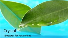  Presentation with green leaf water drops - Audience pleasing presentation consisting of water drops on the green backdrop and a cyan colored foreground