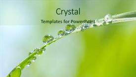  Presentation with water plant - Slide deck consisting of water drops on the green background and a mint green colored foreground