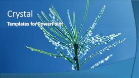  Presentation with water drops - Colorful slide deck enhanced with water-drops-on-the-needles backdrop and a teal colored foreground