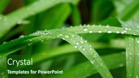  Presentation with green leaf water drops - Audience pleasing presentation consisting of water-drops-or-dew backdrop and a forest green colored foreground