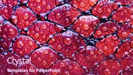  Presentation with water drops - Audience pleasing presentation consisting of water drops snake skin backdrop and a violet colored foreground
