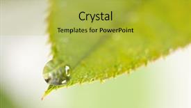  Presentation with water leaf - Presentation with water drops with narrow dof background and a  colored foreground