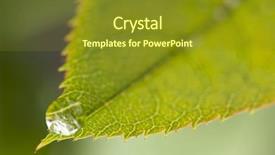  Presentation with water leaf - Colorful presentation theme enhanced with water drops with narrow dof backdrop and a  colored foreground