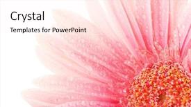  Presentation with abstract beautiful black pink glitter - PPT theme having water flower - beautiful pink gerbera with drops background and a pink colored foreground