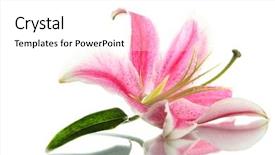 Presentation with water lily - Audience pleasing theme consisting of water flower - beautiful pink lily isolated backdrop and a white colored foreground