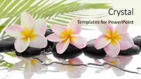  Presentation with water leaf - Cool new presentation theme with water flower - spa concept with three frangipani backdrop and a soft green colored foreground