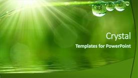  Presentation with dew - Audience pleasing PPT theme consisting of waves bubbles - fresh grass with dew drops backdrop and a forest green colored foreground