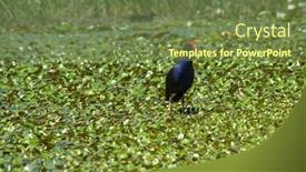  Presentation with hen - Presentation theme with water-hen-walks-amongst background and a tawny brown colored foreground
