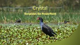  Presentation with hen - Audience pleasing presentation consisting of water-hen-walks-amongst backdrop and a tawny brown colored foreground