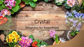  Presentation with gardening tools on fertile soil - Slide deck consisting of water hyacinth - frame of spring flower background and a coral colored foreground