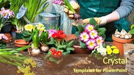  Presentation with water soil - Amazing theme having water hyacinth - gardener planting flowers in pot backdrop and a tawny brown colored foreground