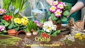  Presentation with water soil - Amazing theme having water hyacinth - gardener planting flowers in pot backdrop and a tawny brown colored foreground