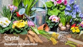  Presentation with spring water - Cool new slides with water hyacinth - gardener planting spring flower backdrop and a coral colored foreground