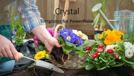  Presentation with water soil - Theme having water hyacinth - gardeners hands planting flowers background and a coral colored foreground