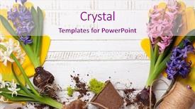  Presentation with flower pots - Colorful slide deck enhanced with water hyacinth - gardening concept with spring flowers backdrop and a sky blue colored foreground