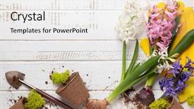  Presentation with flower pots - PPT layouts having water hyacinth - gardening concept with spring flowers background and a white colored foreground