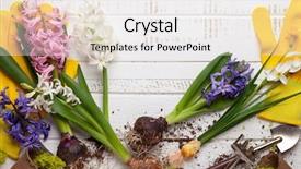  Presentation with flower pots - Presentation featuring water hyacinth - gardening concept with spring flowers background and a white colored foreground