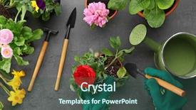  Presentation with gray - Slide deck featuring water hyacinth - hands planting ranunculus flower background and a  colored foreground