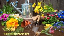  Presentation with water soil - Audience pleasing PPT theme consisting of water hyacinth - planting flowers in pot backdrop and a  colored foreground