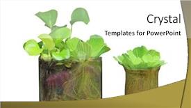  Presentation with water irrigation canals - Cool new theme with water hyacinth and pistia stratiotes backdrop and a white colored foreground