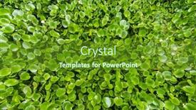  Presentation with pond - Colorful slide deck enhanced with water-hyacinth-cover-a-pond backdrop and a tawny brown colored foreground