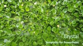  Presentation with pond - Theme with water hyacinth cover a pond background and a tawny brown colored foreground