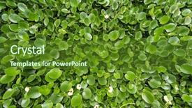  Presentation with pond - Colorful slides enhanced with water hyacinth cover a pond backdrop and a tawny brown colored foreground