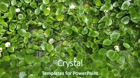  Presentation with pond - Audience pleasing PPT theme consisting of water hyacinth cover a pond backdrop and a tawny brown colored foreground