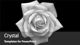  Presentation with water droplets - Colorful slide set enhanced with water in black and white backdrop and a dark gray colored foreground