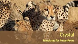  Presentation with drinking water - Presentation theme with water kalahari desert south africa background and a tawny brown colored foreground