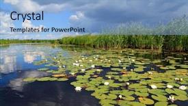  Presentation with water - PPT theme having water-lilies-on-small-lake background and a light blue colored foreground