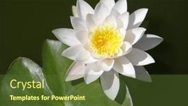  Presentation with summer flowers - Cool new slide deck with water-lilies-summer-flowers backdrop and a tawny brown colored foreground