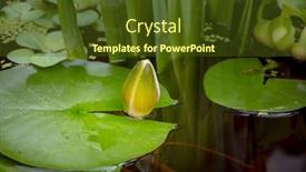  Presentation with lily lotus flower water - PPT layouts consisting of water-lily-flower-opens-nymphaea background and a tawny brown colored foreground