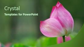  Presentation with garden pond - Cool new slide set with water-lily-in-a-pond backdrop and a  colored foreground