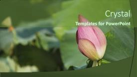  Presentation with garden pond - Colorful presentation theme enhanced with water-lily-in-a-pond backdrop and a tawny brown colored foreground