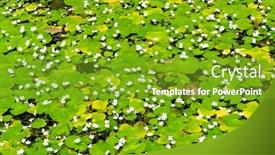  Presentation with water lily - PPT theme with water-lily-in-lake-background background and a tawny brown colored foreground