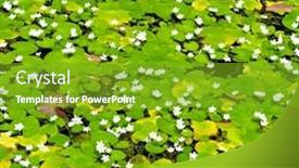  Presentation with water lily - PPT theme with water-lily-in-lake-background background and a shamrock green colored foreground