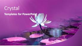  Presentation with water lily - Slide deck with water-lily-in-pond-violet background and a purple colored foreground