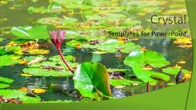  Presentation with water lily - PPT layouts featuring closeup purple lotus - water lily in the pond background and a yellow colored foreground