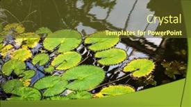  Presentation with water lily - Beautiful slide set featuring water lily leaf in a pond natural green backdrop and a tawny brown colored foreground